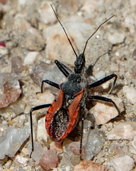 Rhynocoris ventralis