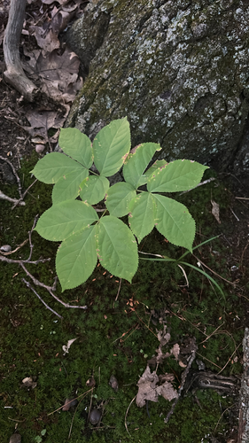 wild sarsaparilla