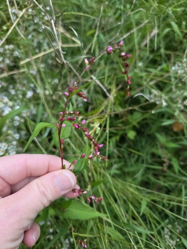 waterpepper
