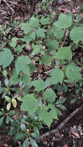 mapleleaf viburnum