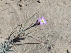 Marcus-Kochia littorea, photograph (c) Cesar Ormazabal, some rights reserved (CC BY)
