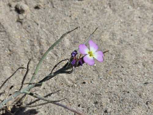 Marcus-Kochia littorea, photograph 1