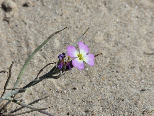 Marcus-Kochia littorea