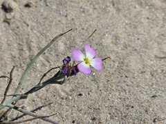 Marcus-Kochia littorea