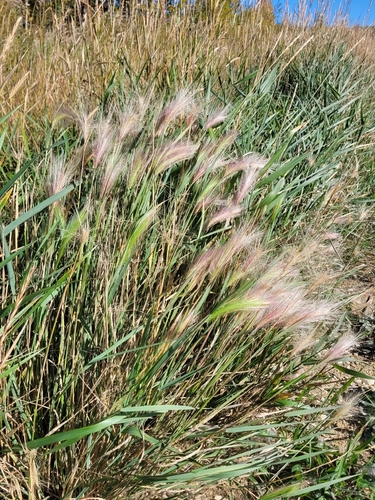 Hordeum jubatum, photograph 3