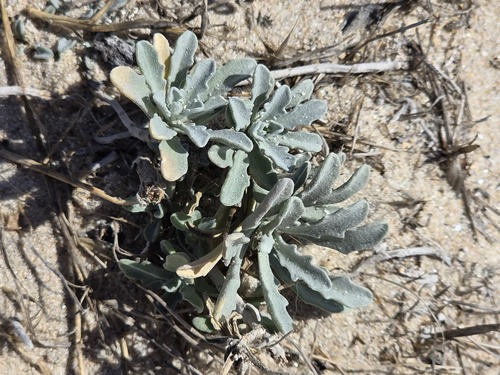 Marcus-Kochia littorea, photograph 3