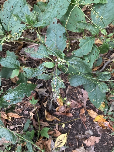 American jumpseed
