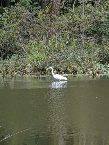 Great Egret