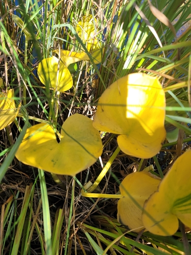 Calla palustris, photograph 3