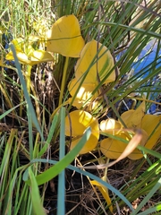 Calla palustris, photograph (c) Robyn Perkins, some rights reserved (CC BY)