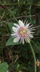 Passiflora rubra