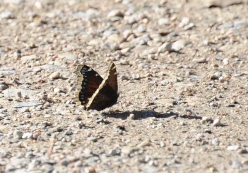 Mourning Cloak