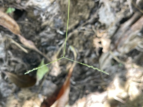 Digitaria heterantha observed 2026-09-19