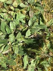 Pilosella officinarum