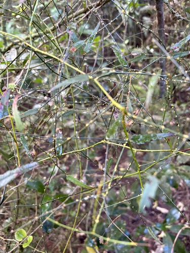 Rubus squarrosus