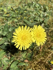 Pilosella officinarum