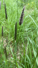 Alopecurus pratensis