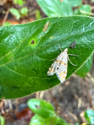 Two-banded Petrophila