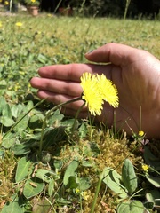 Pilosella officinarum