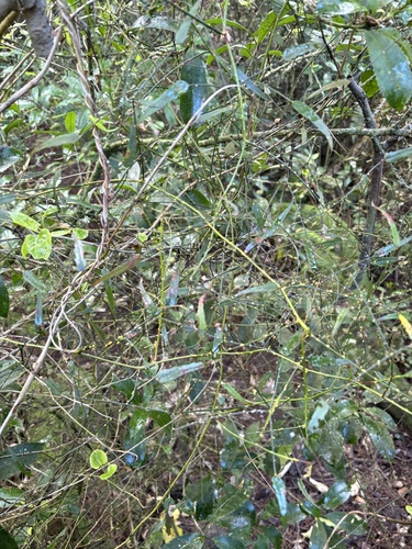 Rubus squarrosus, photograph 2