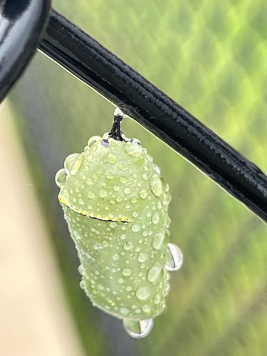 Monarch