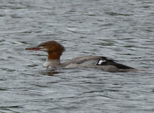 Common Merganser