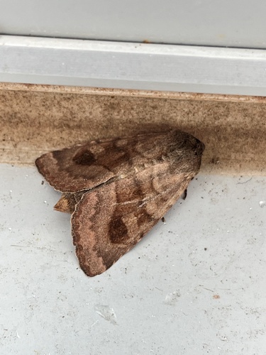 Bronzed Cutworm Moth