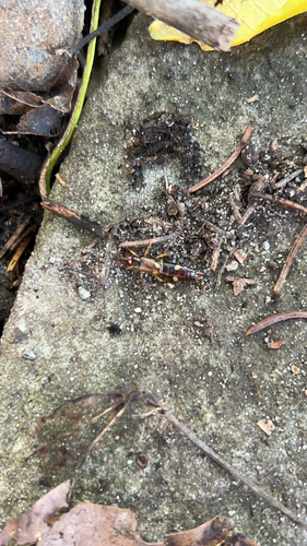 European Earwig