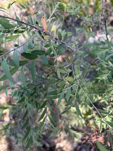 Bossiaea rupicola observed 2026-09-22
