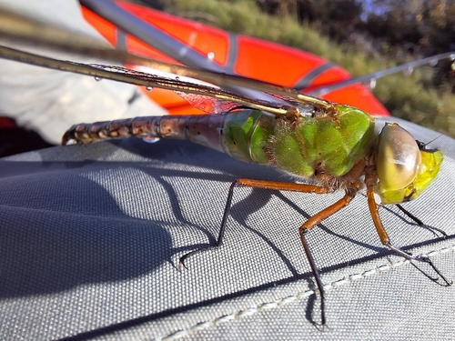 Common Green Darner