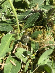 Pilosella officinarum