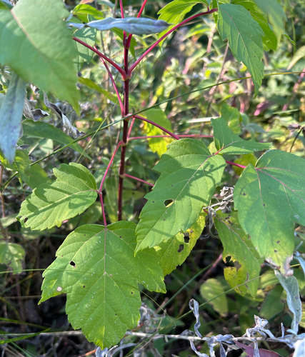 box elder