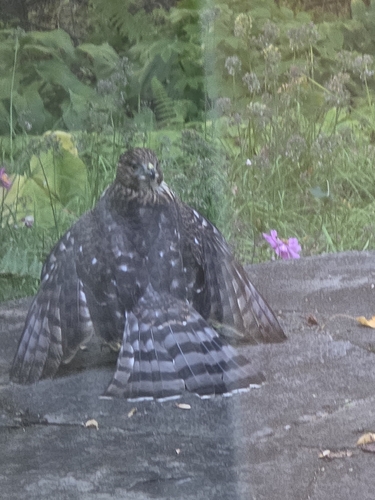 Cooper's Hawk