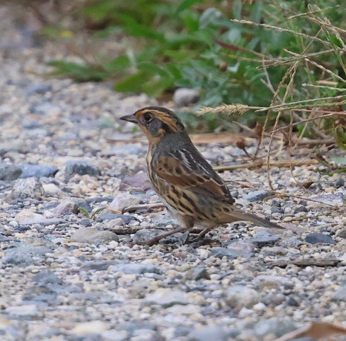 Saltmarsh Sparrow