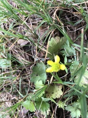 Ranunculus cantoniensis