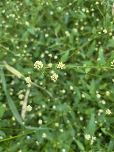 arrow-leaved tearthumb