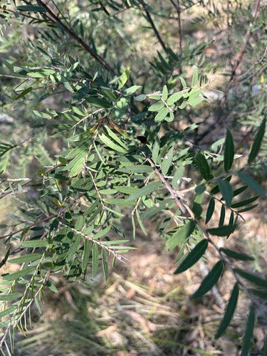 Bossiaea rupicola observed 2026-09-22