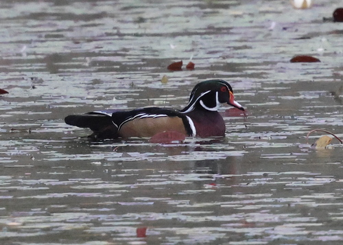 Wood Duck