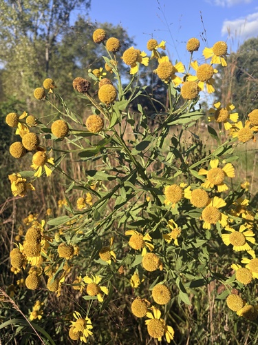 common sneezeweed