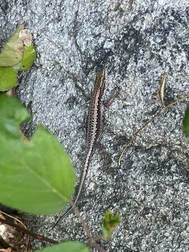 Iberian Rock Lizard
