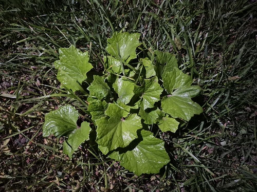 colt's-foot
