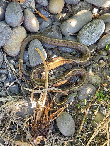 Northwestern Garter Snake
