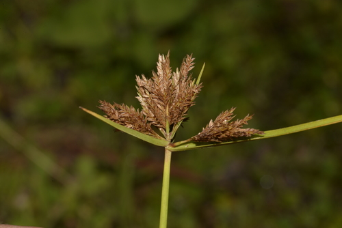 Cyperus polystachyos
