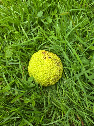 Osage-orange