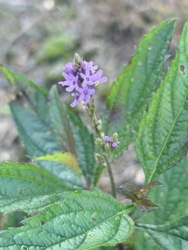 blue vervain