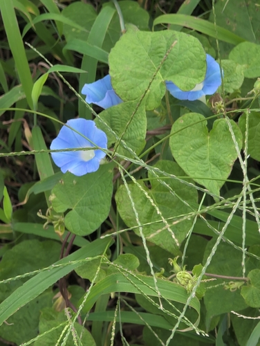ivy-leaved morning-glory