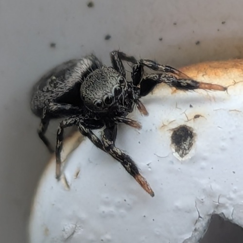 Hart's Jumping Spider