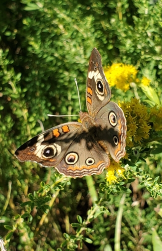 Common Buckeye