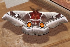 Bunaea alcinoe