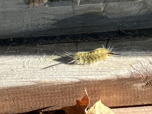 Banded Tussock Moth